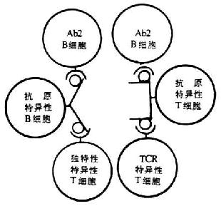 TCR和BCR上Id相互被识别的示意图