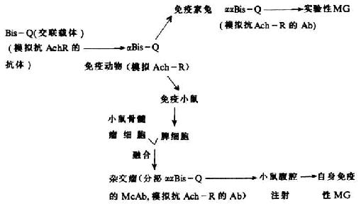 Bis-Q、αBisQ和ααBis-Q与实验性MG发生的关系