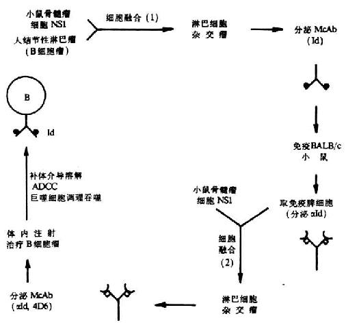 抗Id（4D6）治B细胞瘤示意图