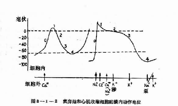 窦房结和心肌收缩细胞的膜内动作电位