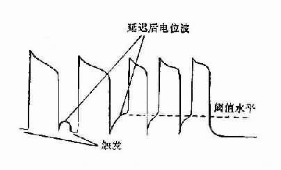 动作电位后除极化（即延迟后电位）振幅