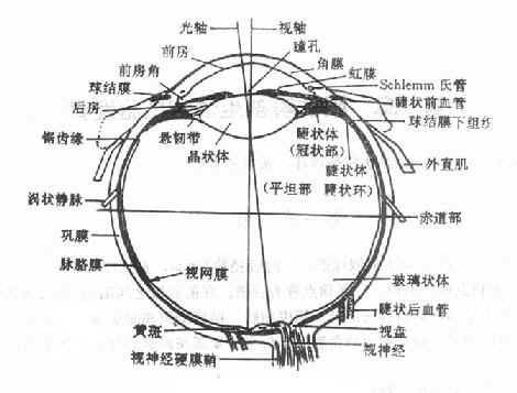 眼球解剖图