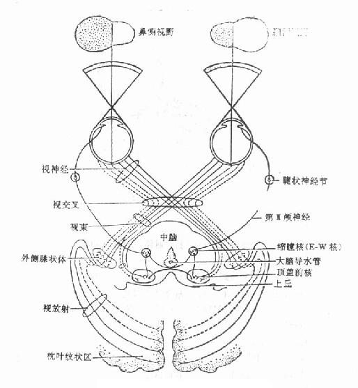 视路及光反射径路示意图