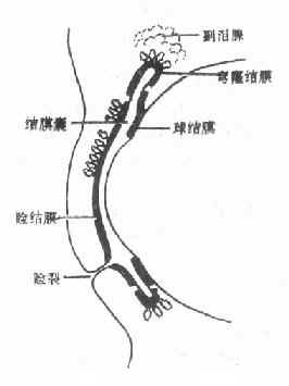 结膜囊示意图