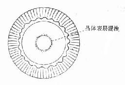 Vossuys环