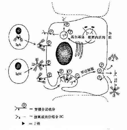 人分泌型IgA和分泌型IgM的局部产生示意图