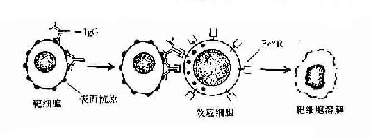 抗体依赖的细胞介导的细胞毒作用（ADCC）