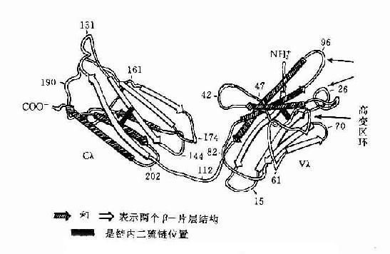 人Ig轻链（λ）多肽折叠示意图