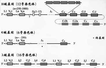 小鼠Ig基因结构