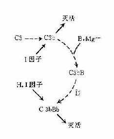 旁路途径的激活