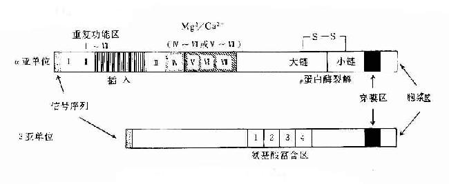 粘附分子结构模式图