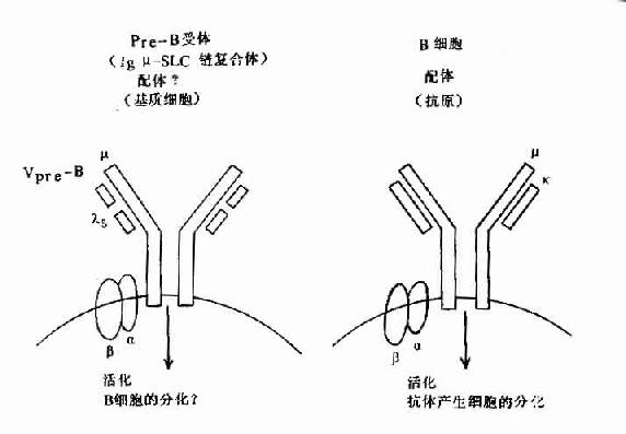 pre-B受体（μ-SLC）与B细胞抗原受体机能