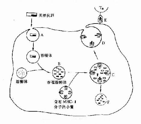 巨噬细胞对抗原的摄取、加工及呈递