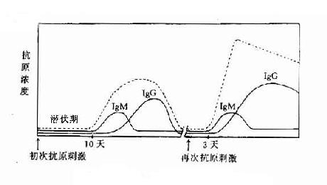 初次及再次免疫应答