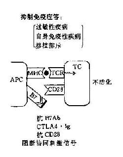 协同刺激信号与免疫应答调节