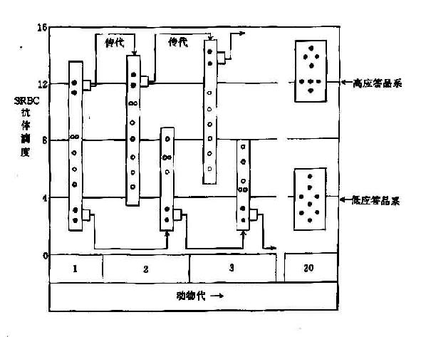 高或低应答品系小鼠培养过程