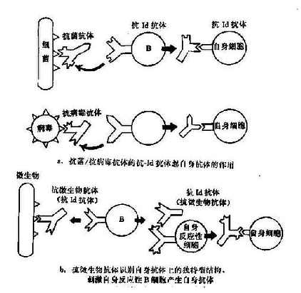 独特型相互作用形成自身免疫