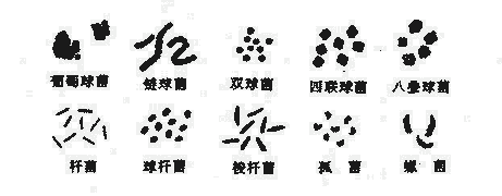 细菌的基本形态