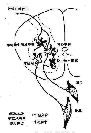 破伤风痉挛毒素作用的机制