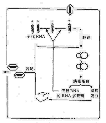 正链RNA病毒复制的主要步骤