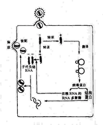 负链RNA病毒复制的主要步骤