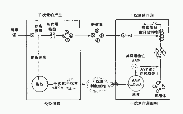 干扰素的产生及其作用机制