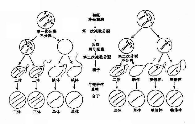 减数分裂时染色体不分离