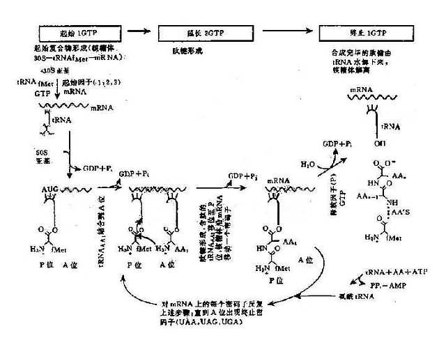 翻译过程（蛋白质合成）图解