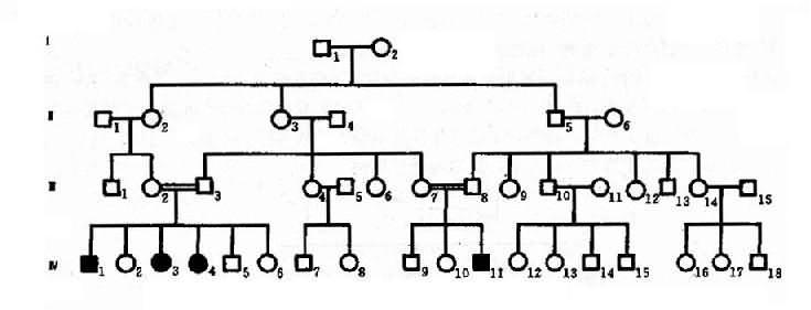 一例白化病系谱