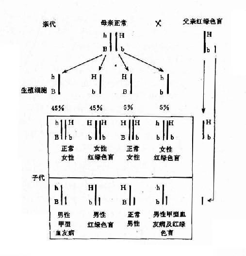 两种X连锁隐性遗传病的连锁和交换