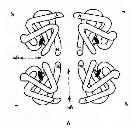 血红蛋白结构示意图 血红蛋白四聚（四级结构）