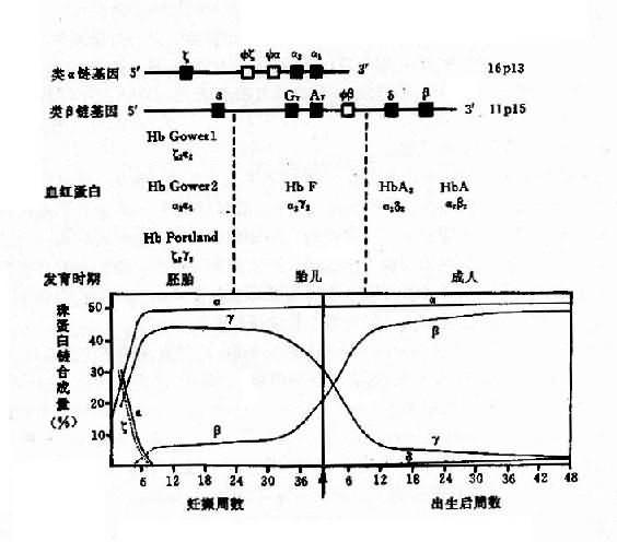 人类血红蛋白类型及基发育过程中的演变