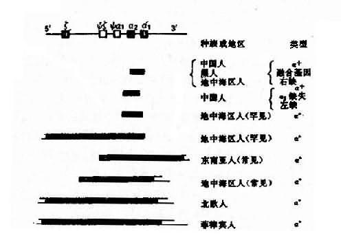 类α基因簇缺失类型