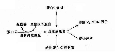 蛋白C、蛋白S及活性蛋白C抑制物的相互关系