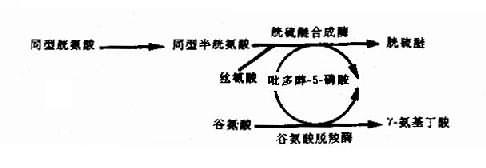 吡多醇－5－磷酸（PLP）作为多种酶的辅酶形式示意图