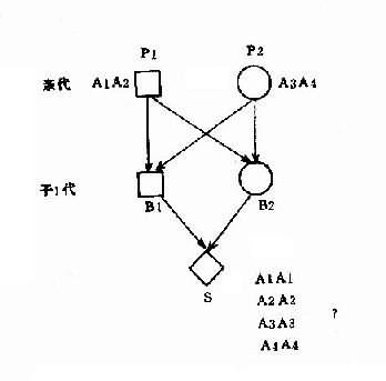 同胞兄姝婚配中基因传递图解