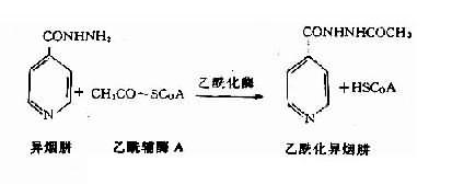 人类基因组研究阶段示意图