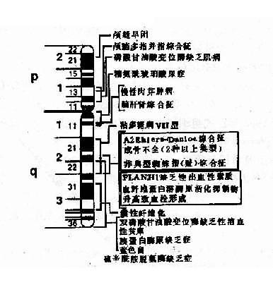 7号染色体的基因图示