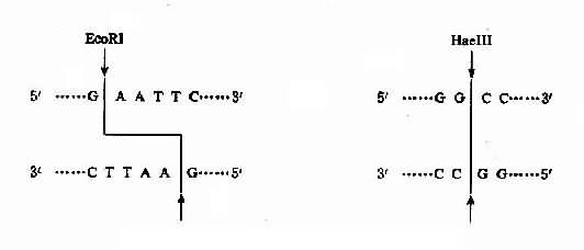 限制酶的两类切割方式