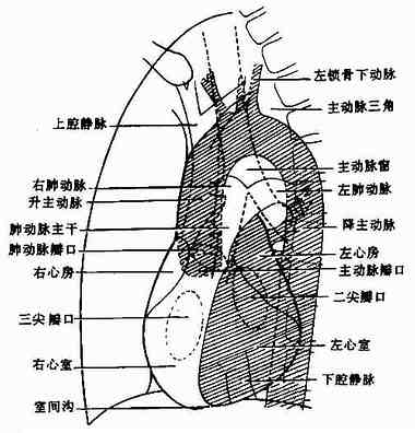 左前位正常心、大血管影像解剖示意图