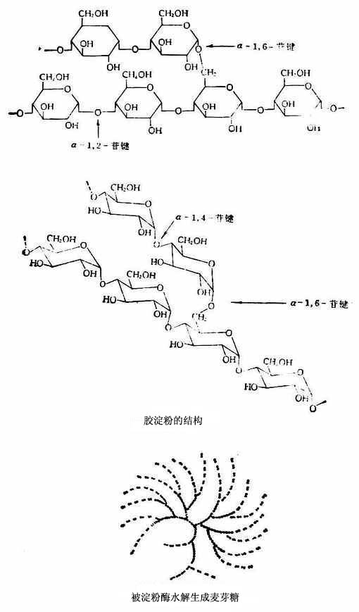 胶淀粉的分支状结构示意图