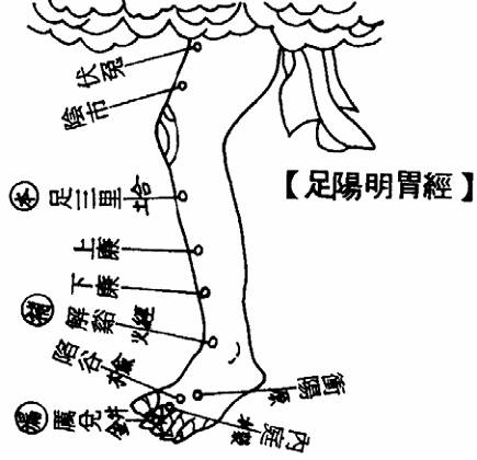 足阳明胃经