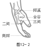 手阳明大肠经穴