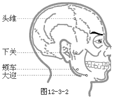 足阳明胃经穴