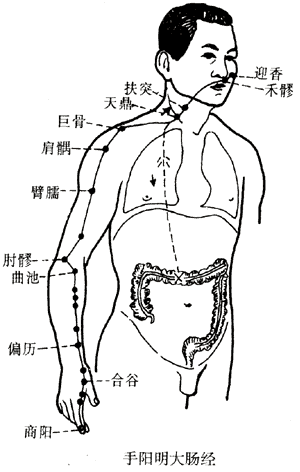 手阳明大肠经