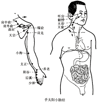 手太阳小肠经