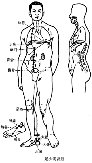 足少阴肾经