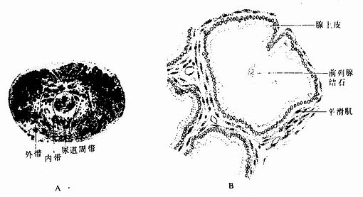 前列腺 